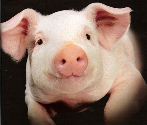 Pig .